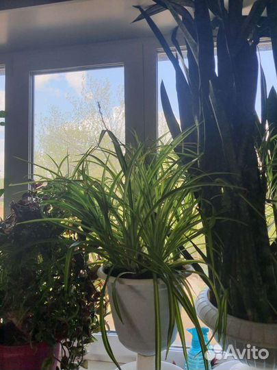 Домашние цветы