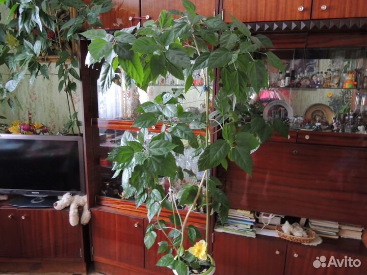 Китайская роза