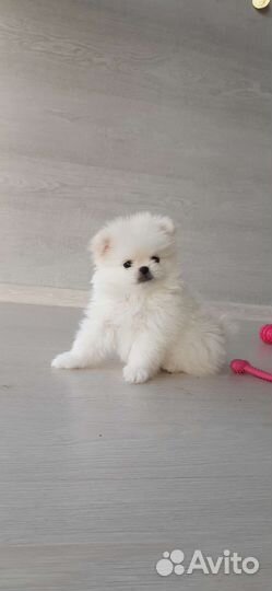 Щенки шпица