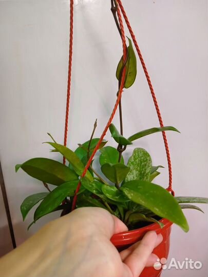 Хойя публикалис сильвер в кашпо