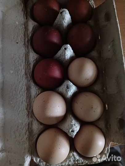 Инкубационное яйцо
