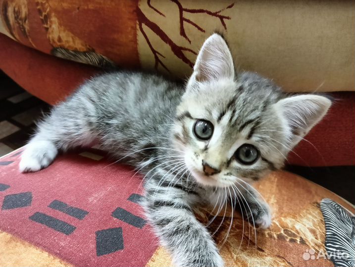 Кошечки 1 мес