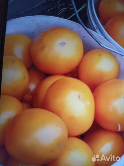 Семена сортовых томатов