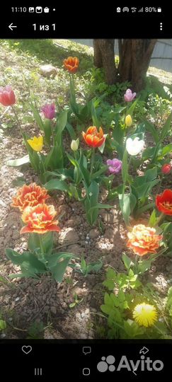 Луковицы тюльпанов для озеленения