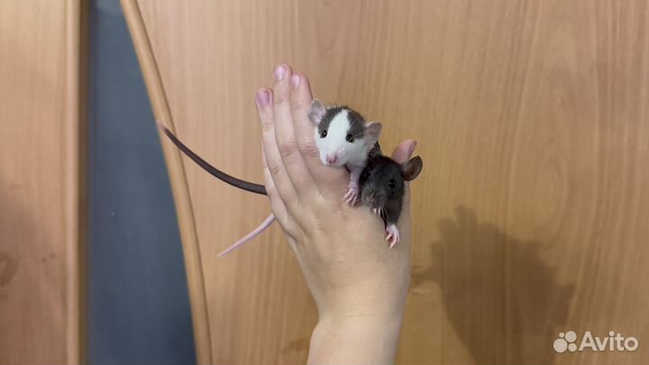 Декоративные крысята в добрые руки