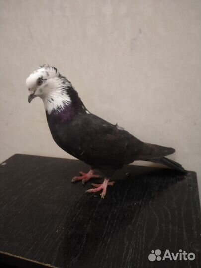 Бакинские бойные голуби Чили