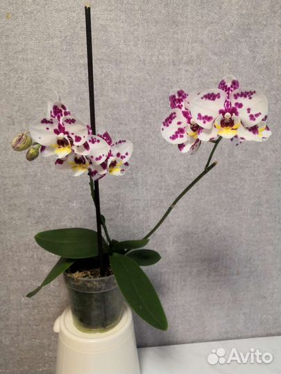 Орхидея фаленопсис