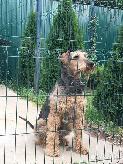 Эрдельтерьер