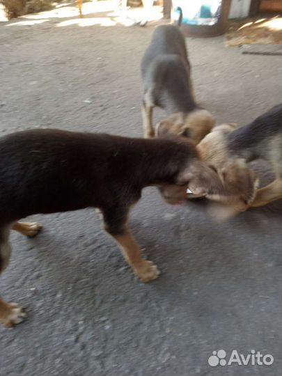Щенки ручкой гончей