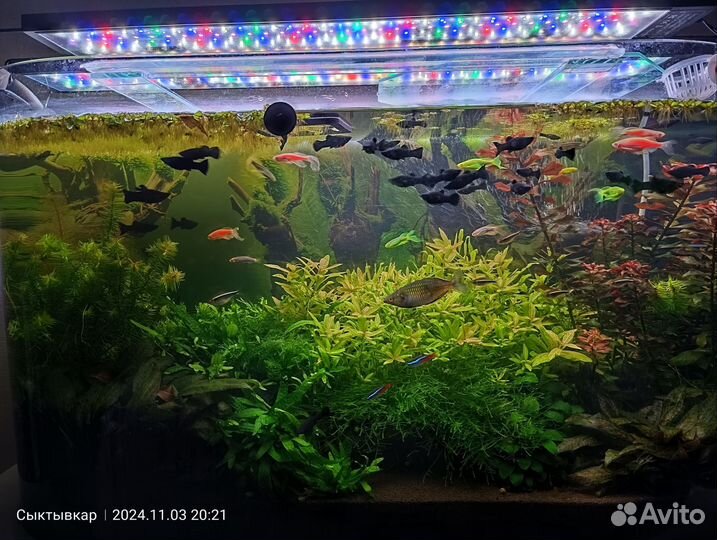 Рыбки моллинезии