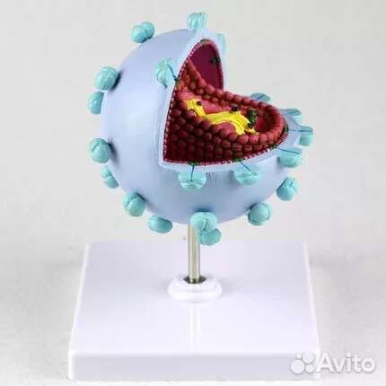 Модель вируса вич (спид)