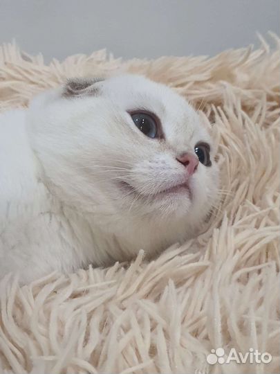 Шотландский вислоухий голубоглазый котенок