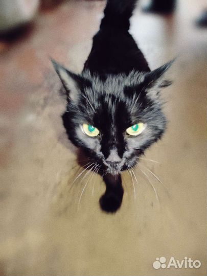 Кот Фишер. Мейн Кун