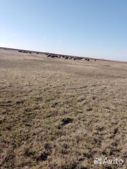 Продам Баранников, ярок этого года