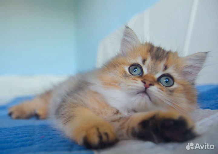 Шотландский котёнок