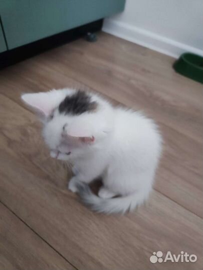Белая кошка 2,5 мес