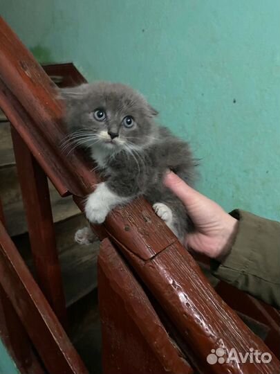 Маленькая кошечка в добрые руки