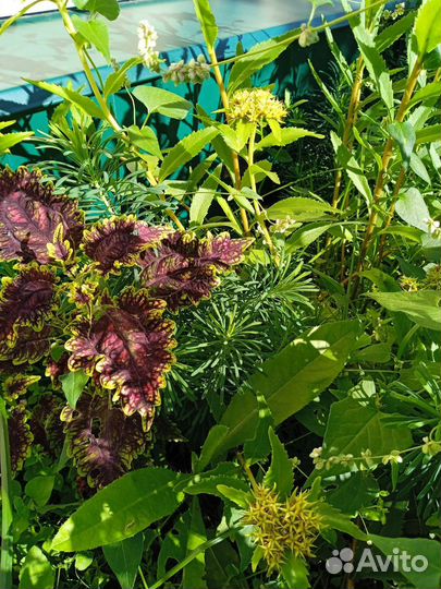 Колеусы цена за весь куст