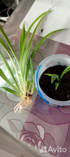 Комнатное растение саженцы