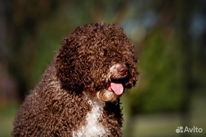 Испанская Водяная Собака