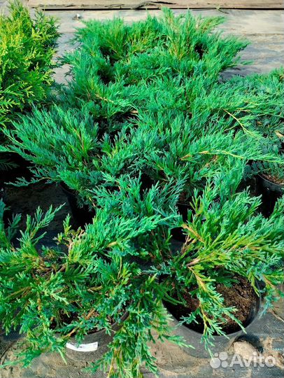 Ель голубая Глаука Саженцы туя Смаргад Брабант Кед