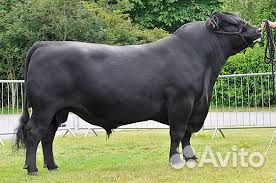 Продажа крс