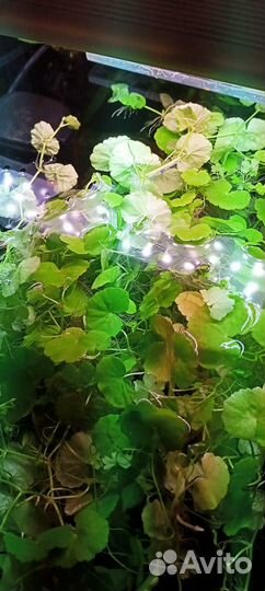 Рыбки,растения