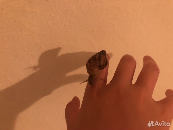 Улитки ахатины и архахатины