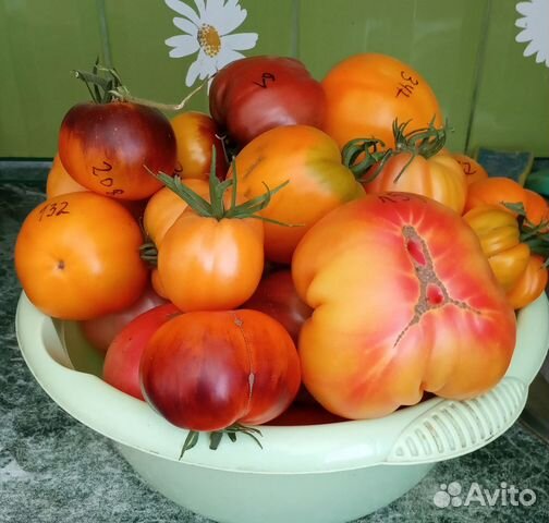 Семена коллекционных томатов купить в Новосибирске | Товары для дома и ...
