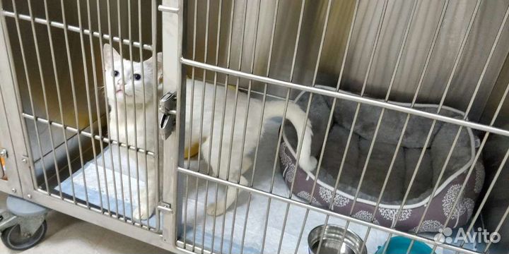 Кошка с голубыми глазами