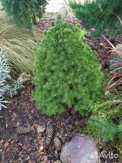 Азалия вариегатная, лен новозеландский