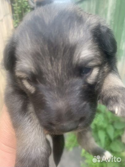 Щенки бесплатно