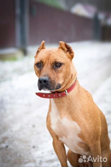 Бест/Один ищет дом