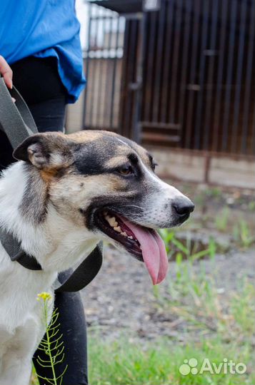 Пролеска ищет дом