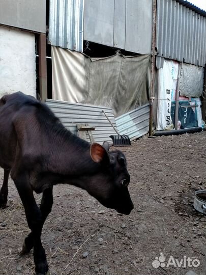 Тёлка джерси 7 месяцев