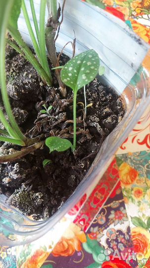 Медуница сахарная