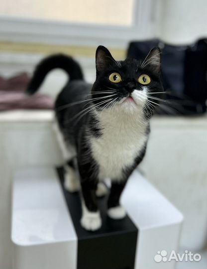 Кошечка Шуша