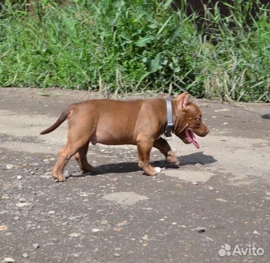 Американский булли