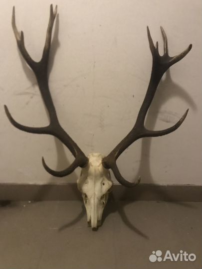Продам рога оленя благородного