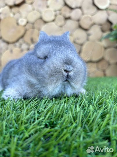 Мини карликовый кролик
