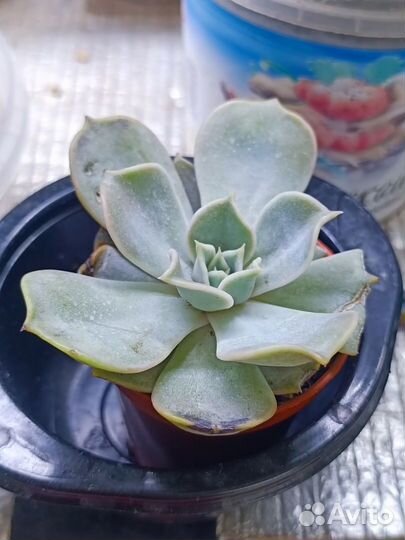 Комнатные растения цветы