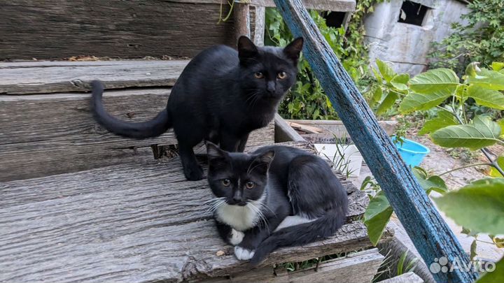 Котята в добрые руки