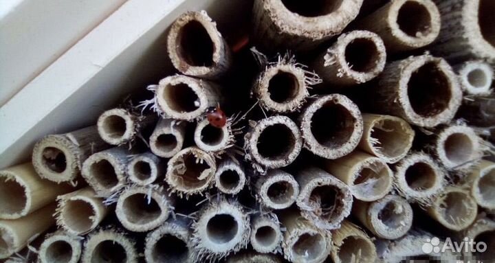 Домик для разведения божьих коровок