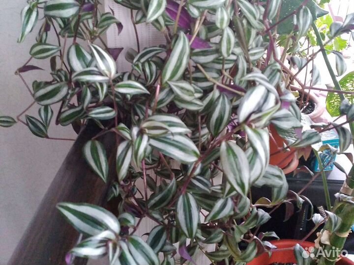 Комнатные растения номер 5