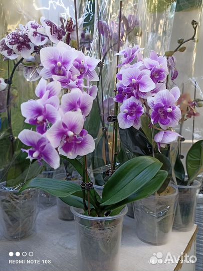 Орхидея фаленопсис