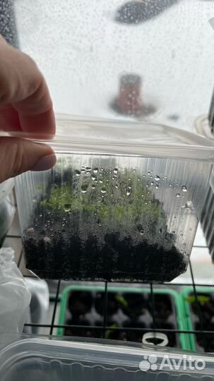 Рассада Лобелии голубая и бордо