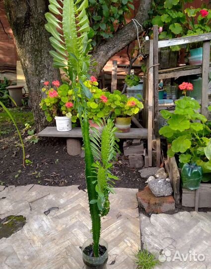 Эуфорбия, молочай трехгранный -комнатное растение