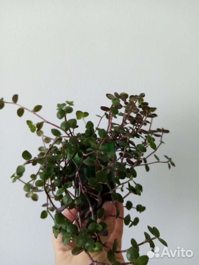 Герань, каллизия, традесканция