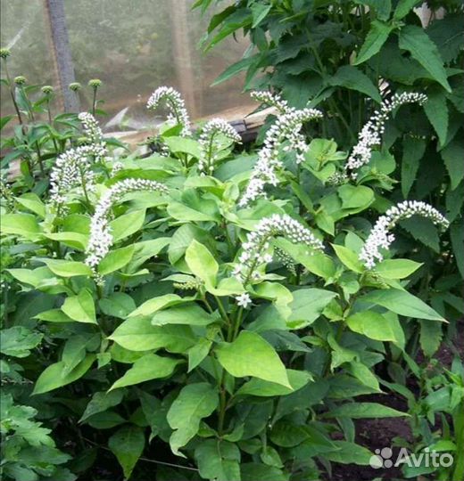 Многолетние растения