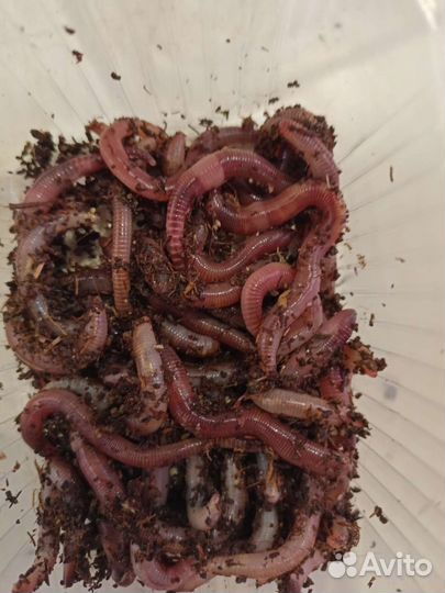 Червь Дендробена